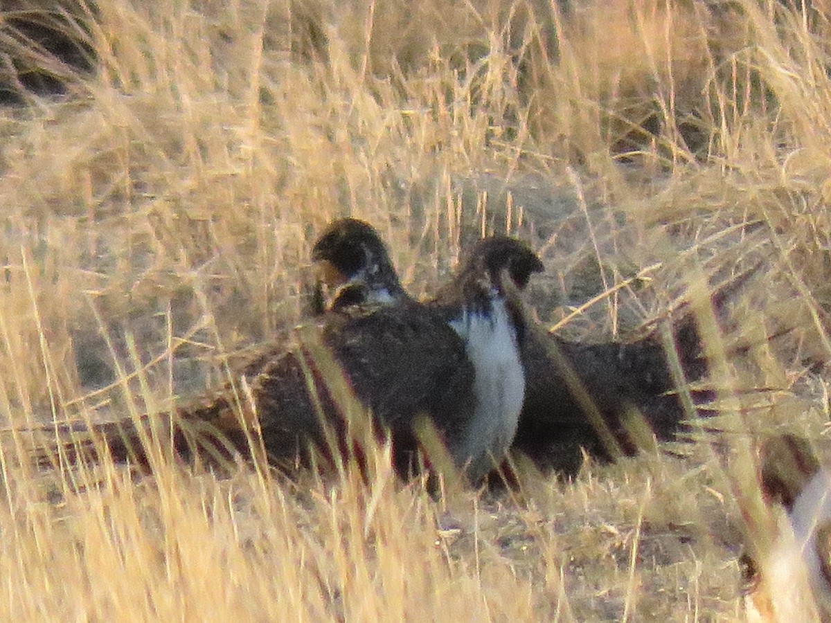 Greater Sage-Grouse - ML616695037