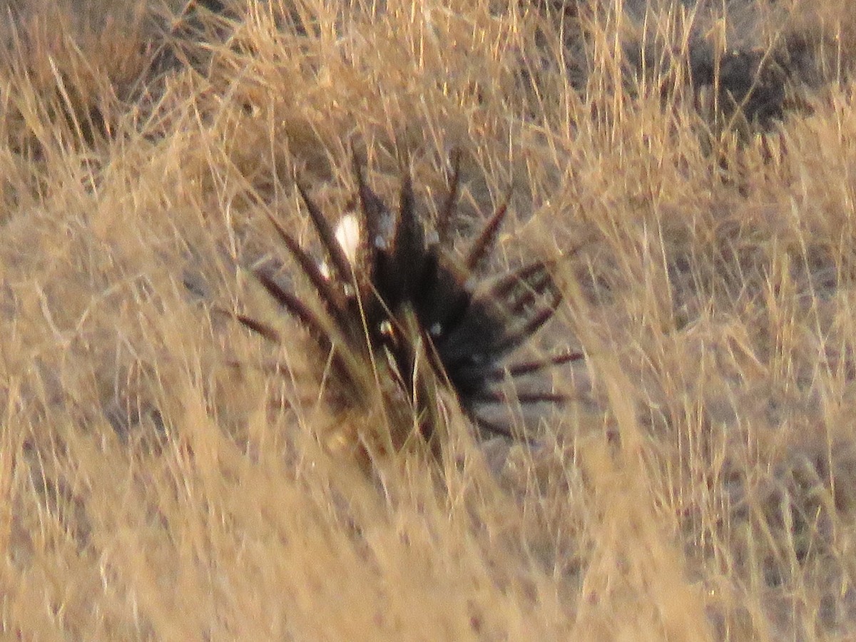 Greater Sage-Grouse - ML616695038