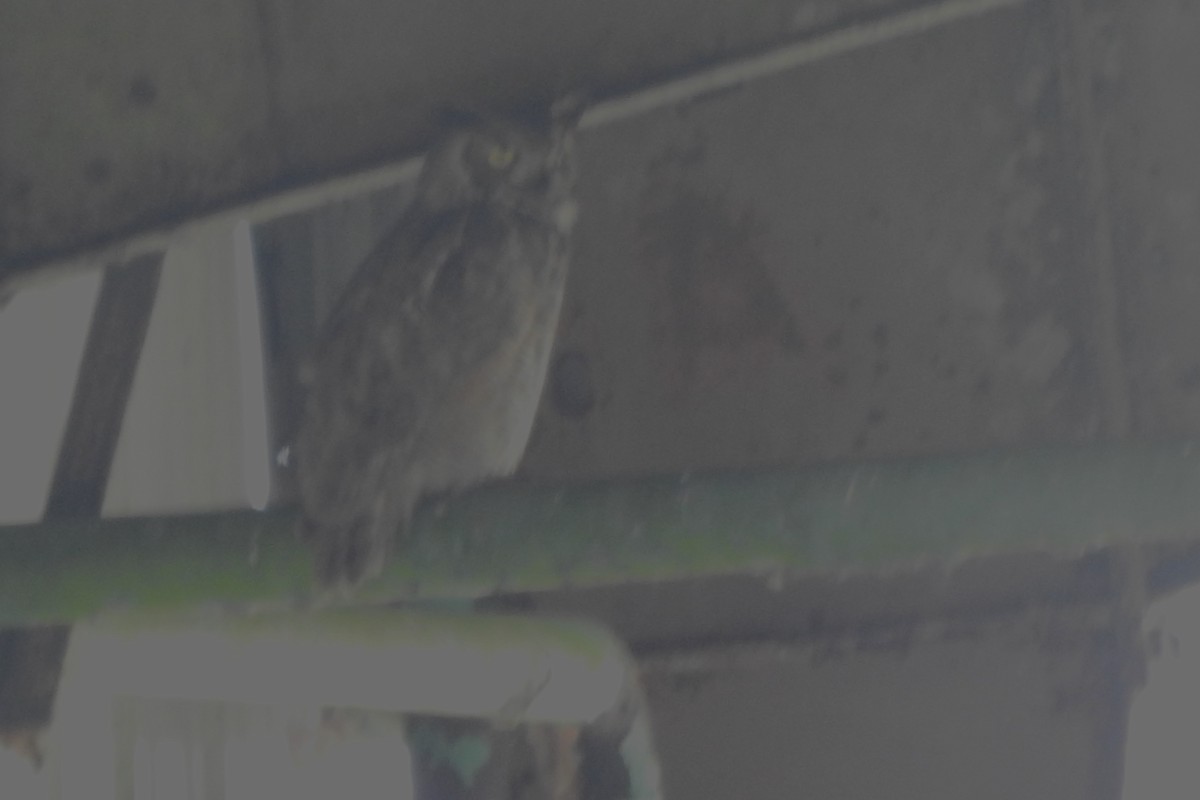 Great Horned Owl - ML616695062