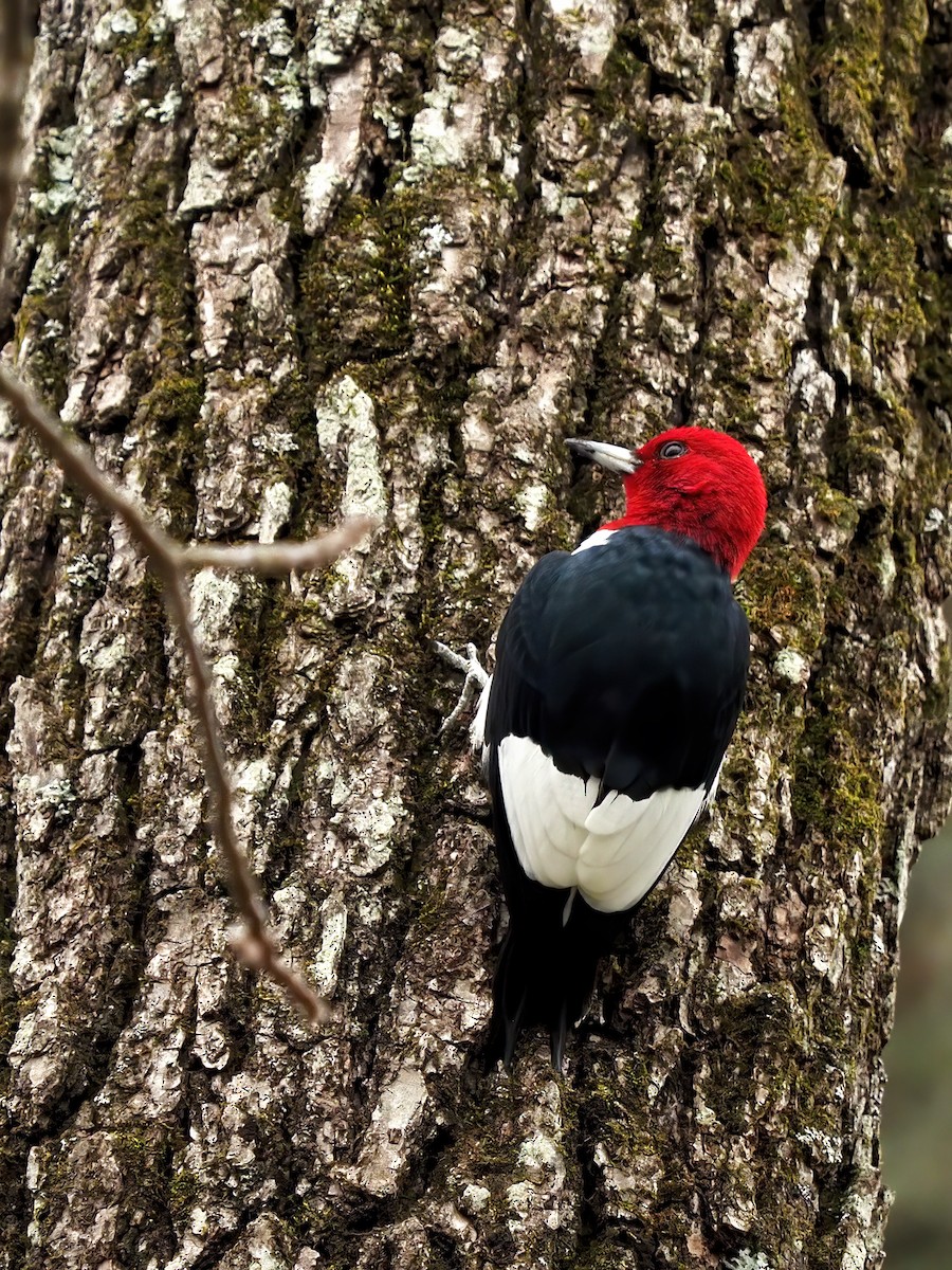 Red-headed Woodpecker - ML616695085
