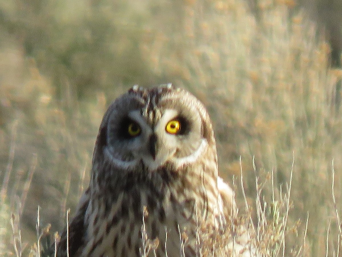 Short-eared Owl - ML616695144