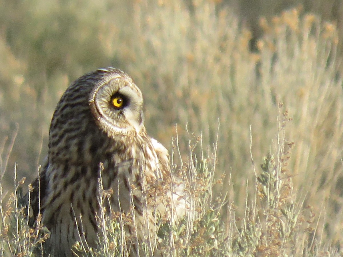 Short-eared Owl - ML616695146