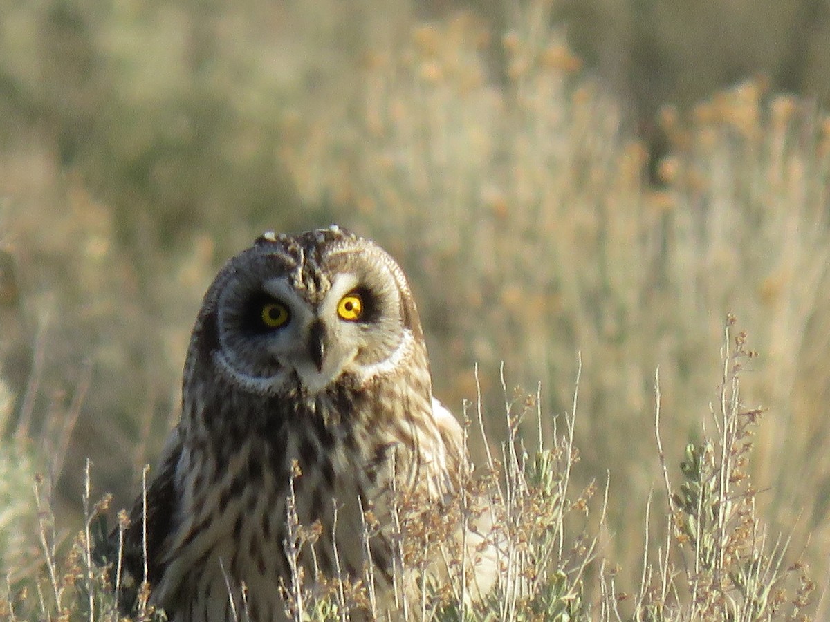 Short-eared Owl - ML616695147
