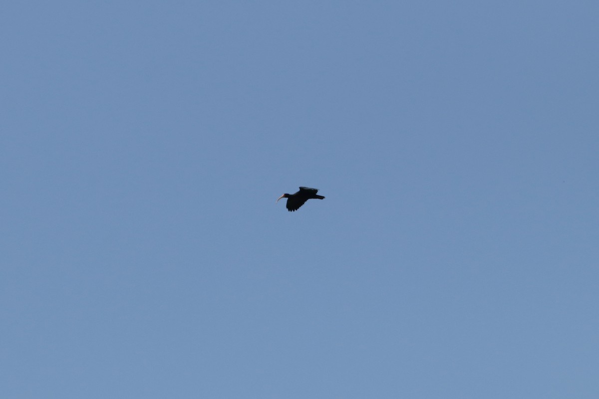 Ibis à face nue - ML616695231