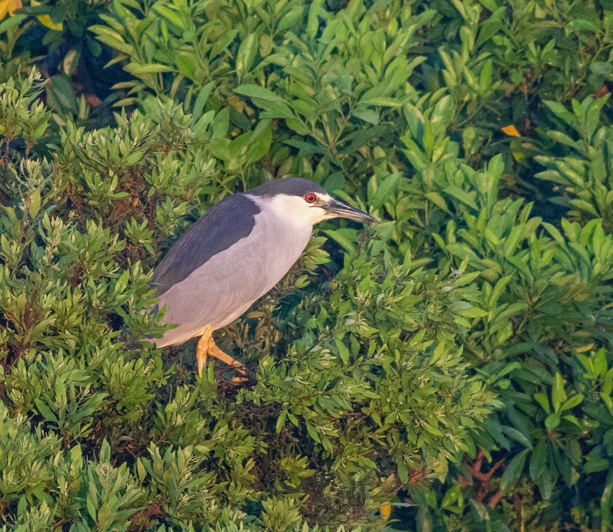 Black-crowned Night Heron - Mark and Holly Salvato