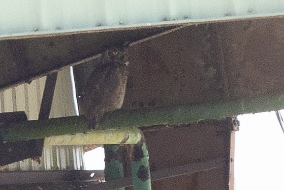 Great Horned Owl - ML616695304