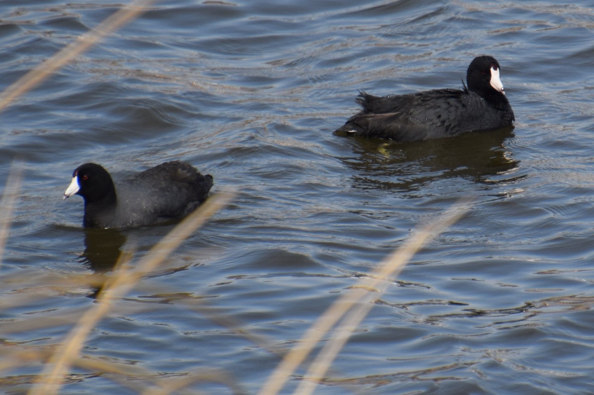 American Coot - Sandy Dion