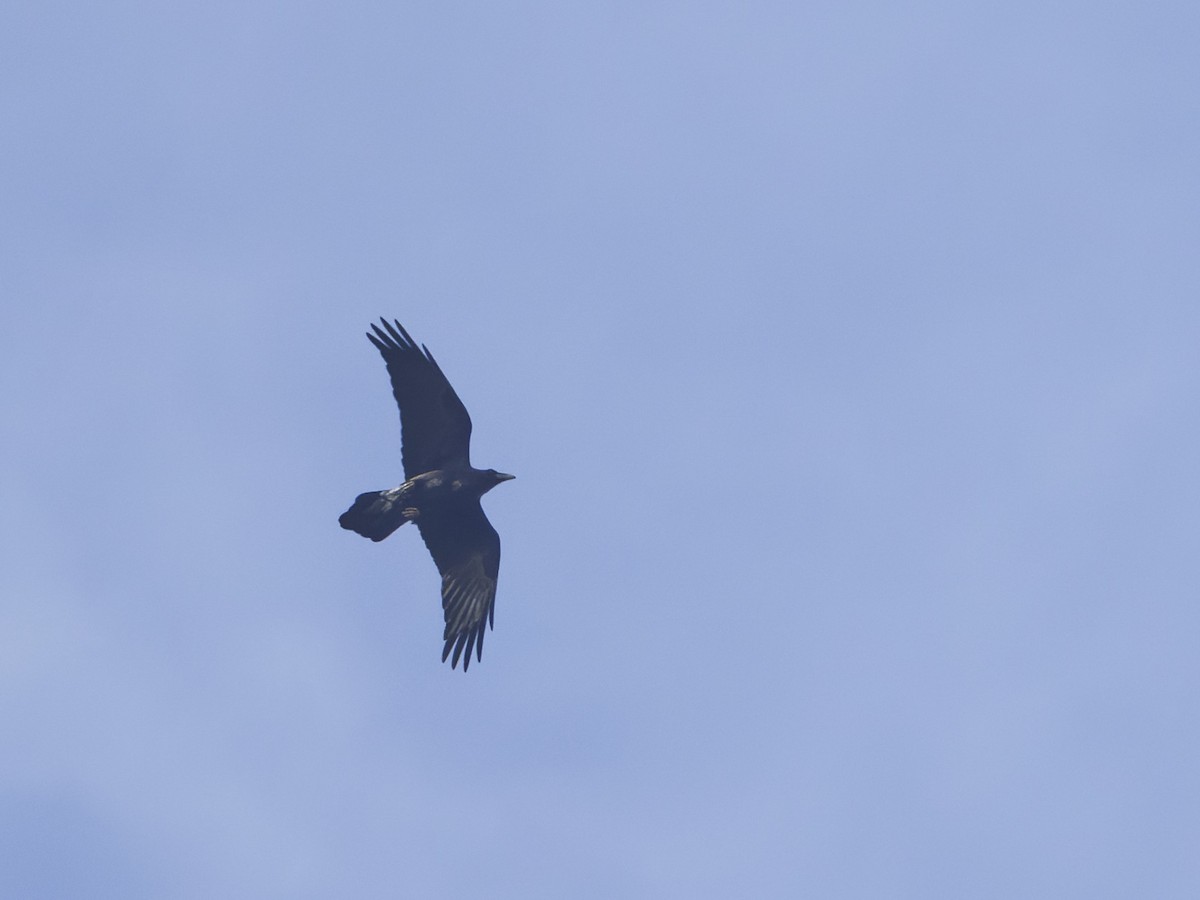 Common Raven - ML616695524