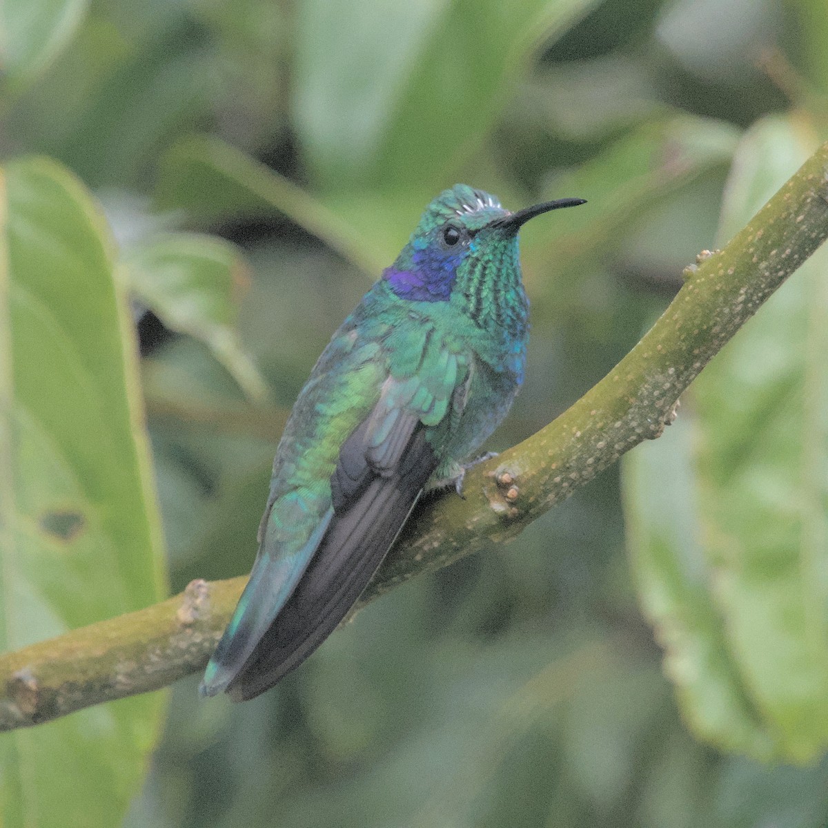 Lesser Violetear (Costa Rican) - ML616695607