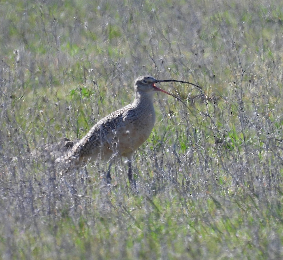 Long-billed Curlew - ML616695630
