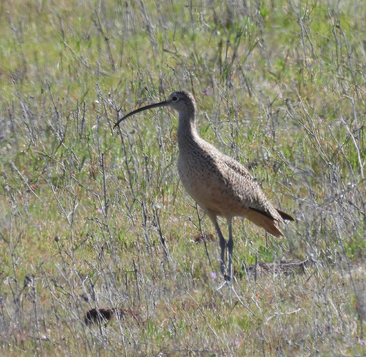 Long-billed Curlew - ML616695643