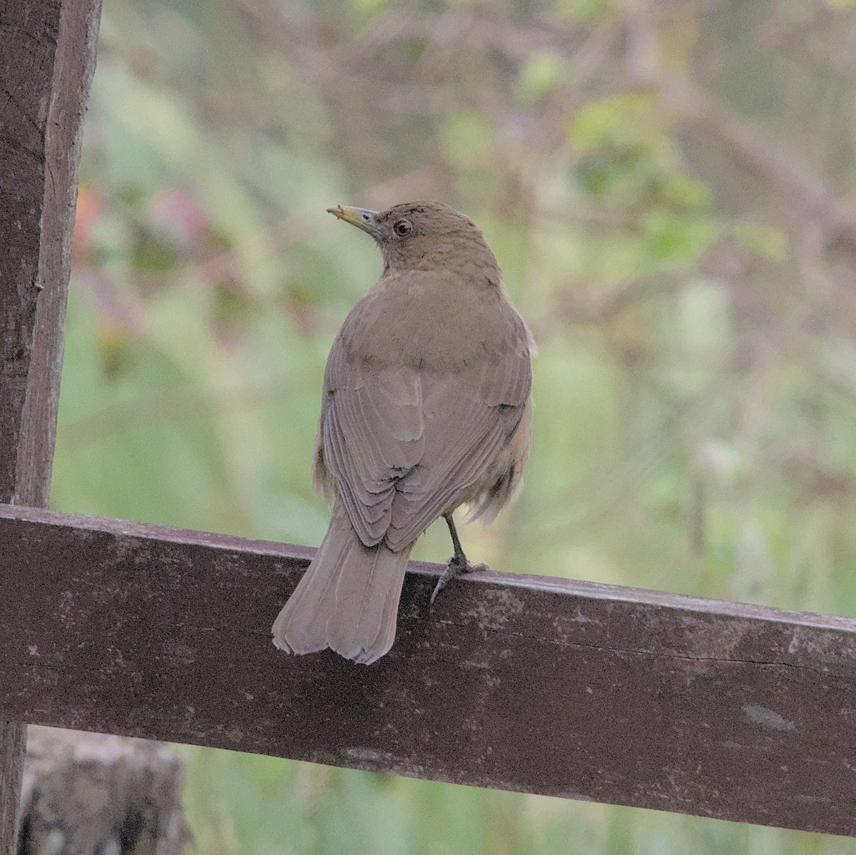 Clay-colored Thrush - Manuel Morales