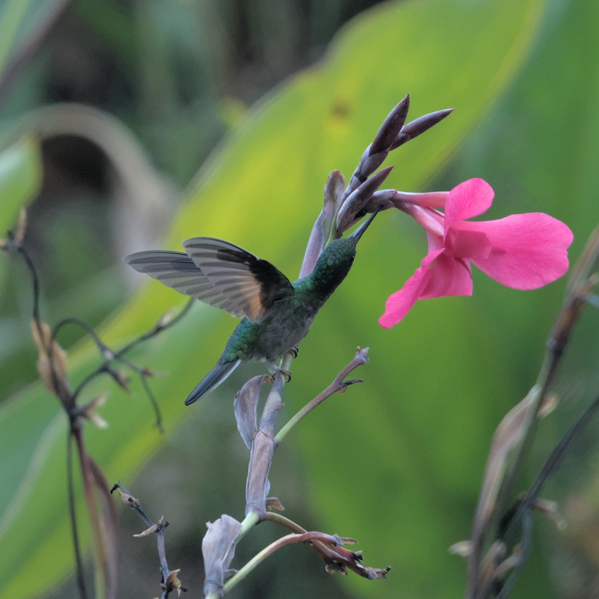 Stripe-tailed Hummingbird - ML616695752
