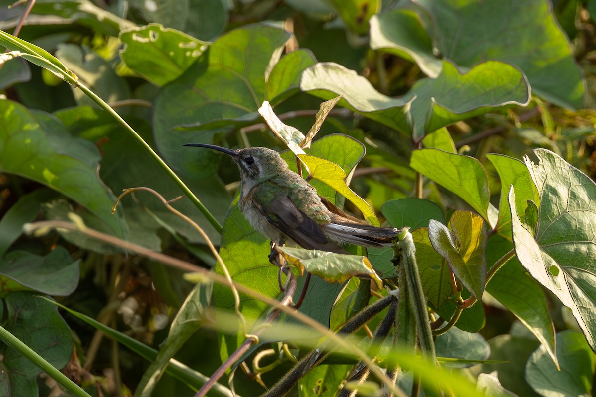 kolibřík rudozobý - ML616695888