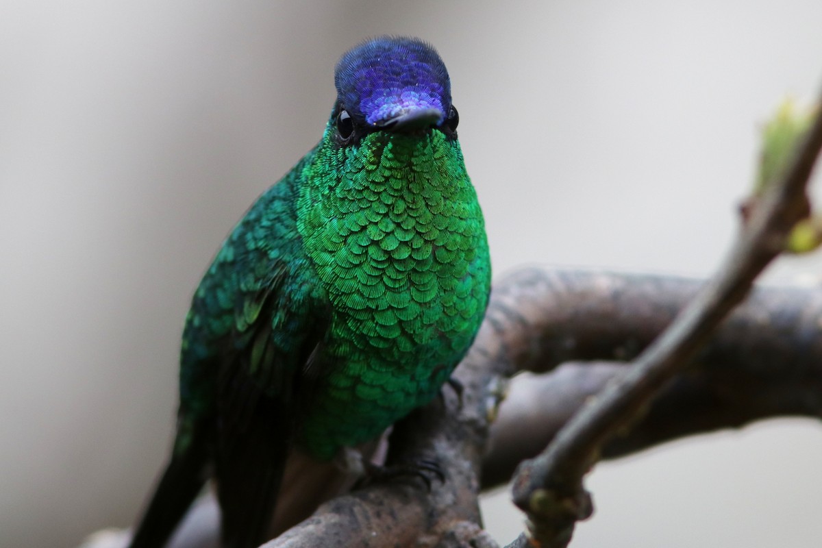 kolibřík fialovotemenný - ML616695931