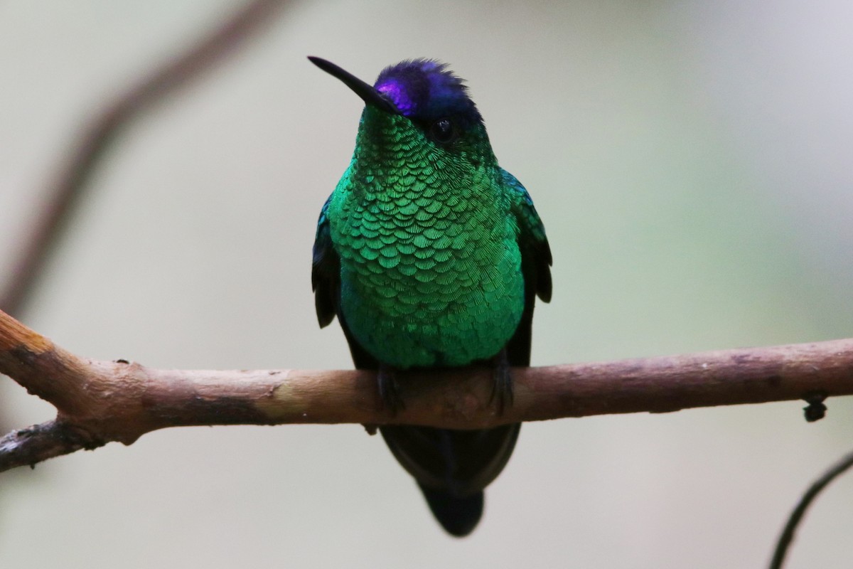 kolibřík fialovotemenný - ML616695933
