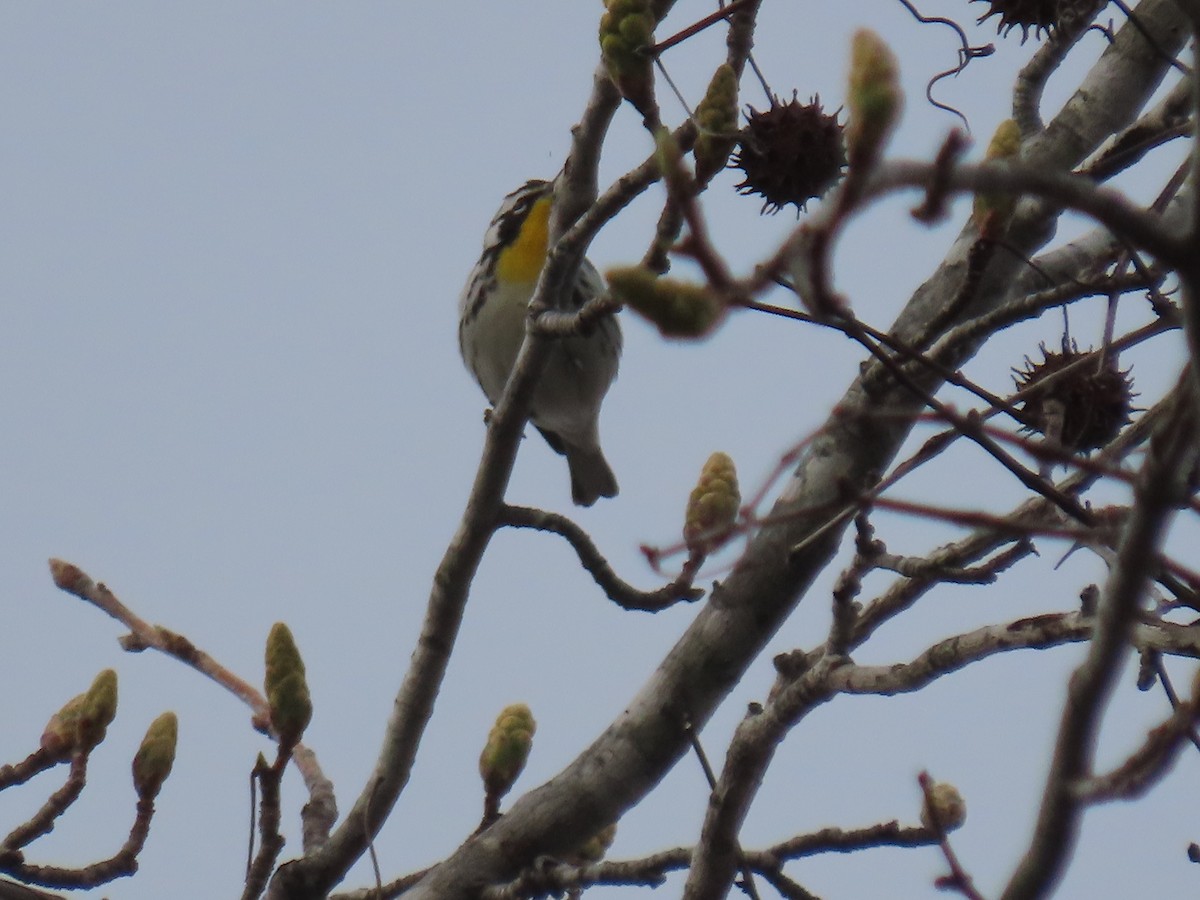 Yellow-throated Warbler (dominica/stoddardi) - ML616696024