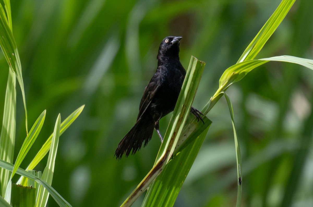 Pale-eyed Blackbird - ML616696090