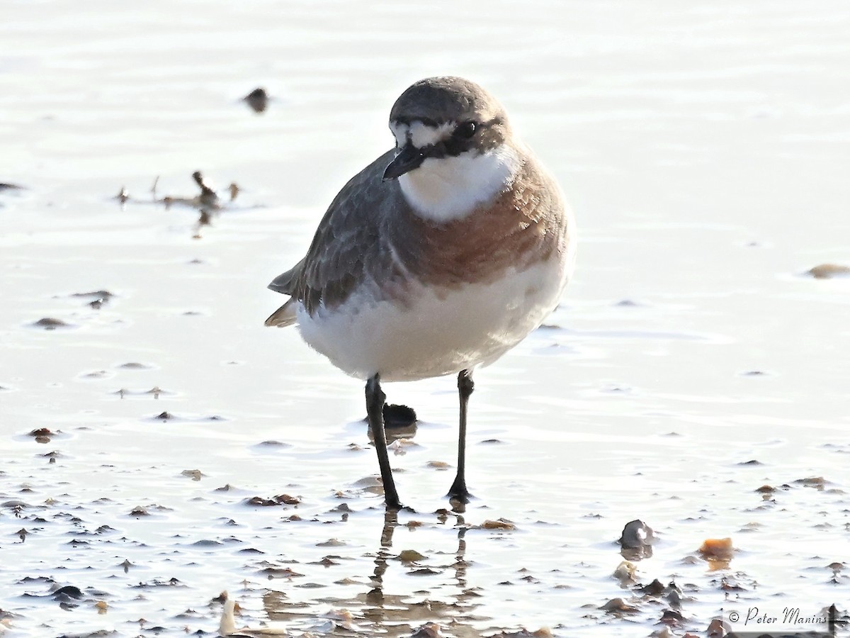 Greater Sand-Plover - jannette and peter manins