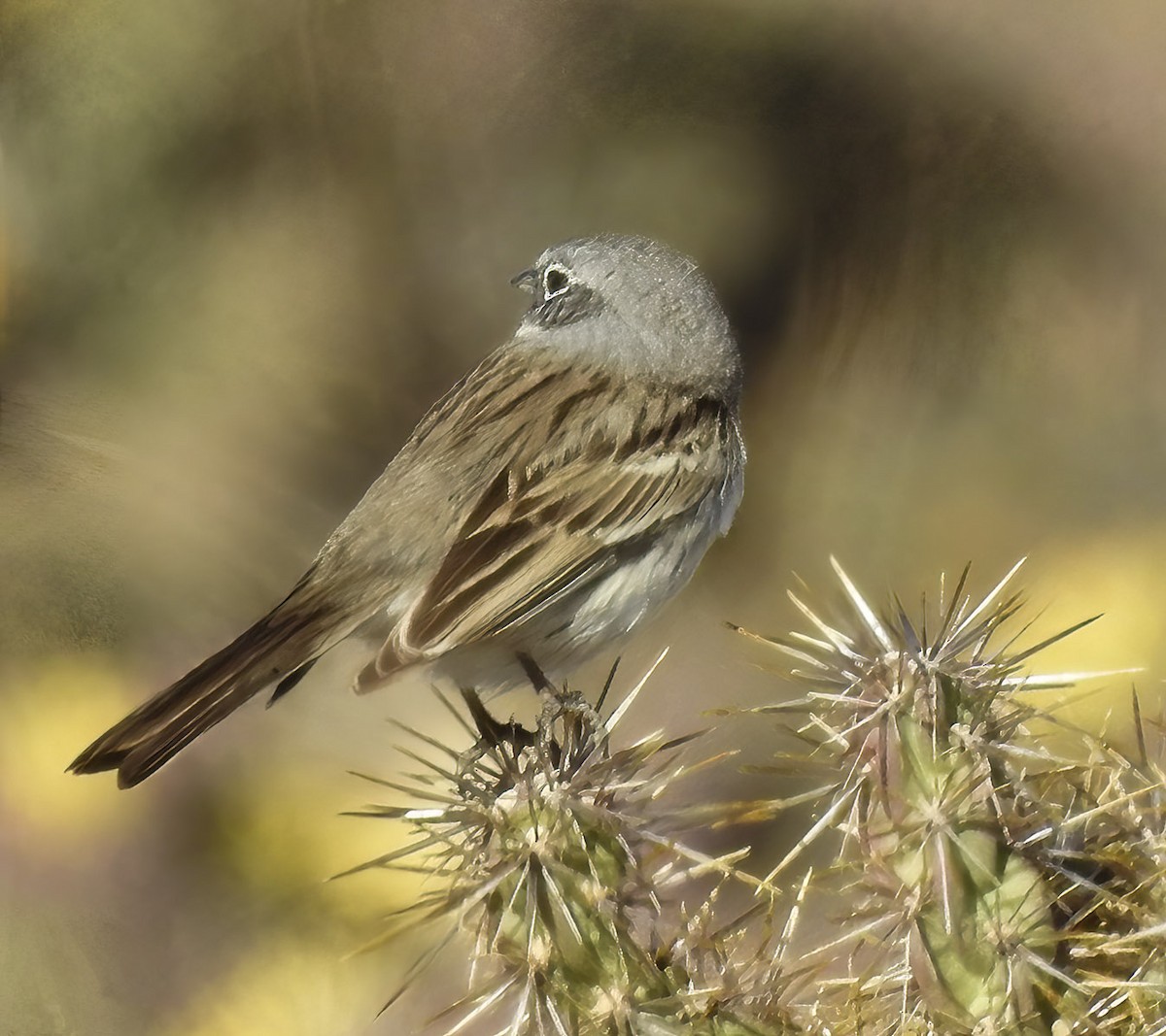 Sagebrush Sparrow - Van Truan