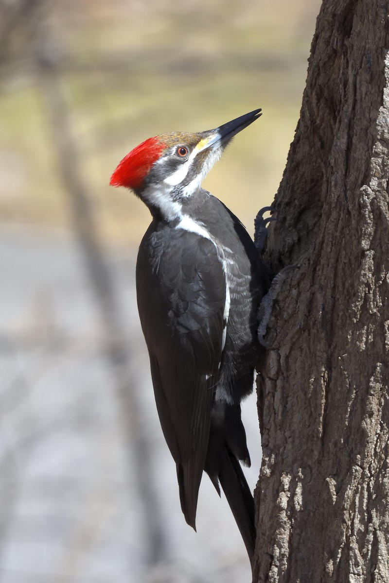 Pileated Woodpecker - ML616696171