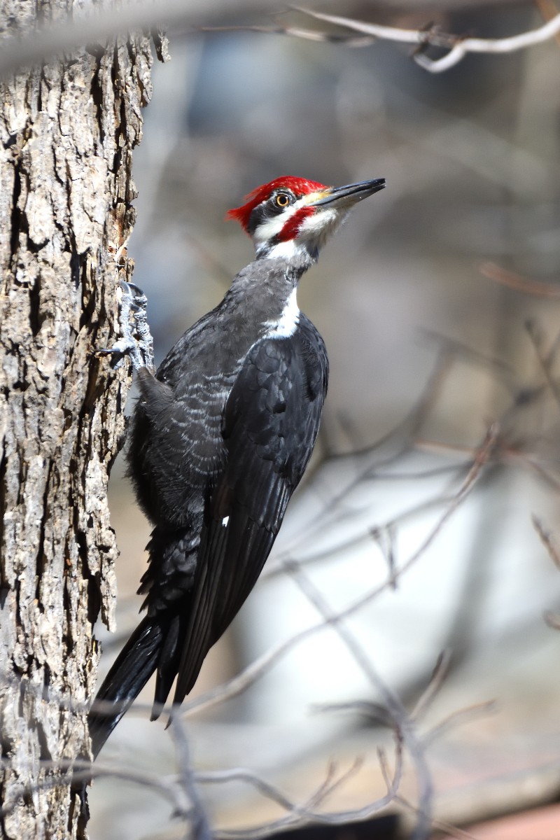 Pileated Woodpecker - ML616696173