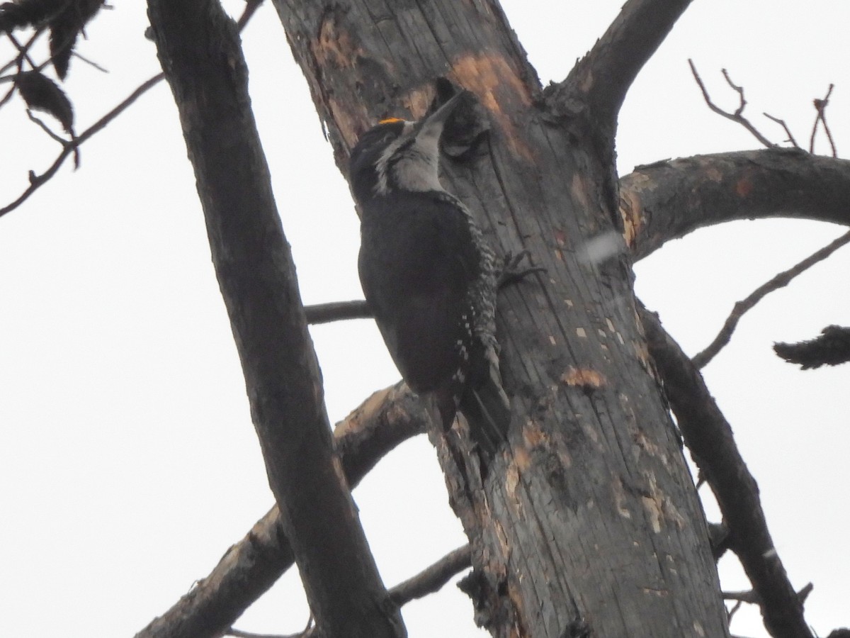 Black-backed Woodpecker - ML616696206