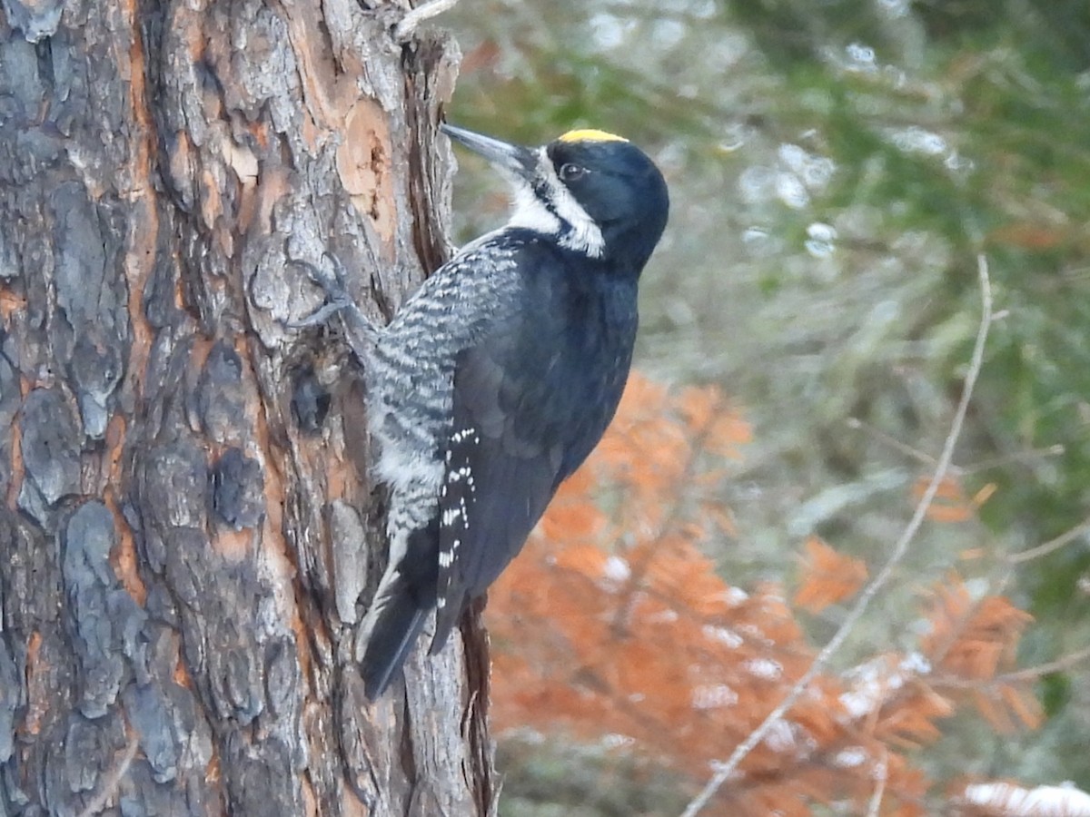 Black-backed Woodpecker - ML616696256