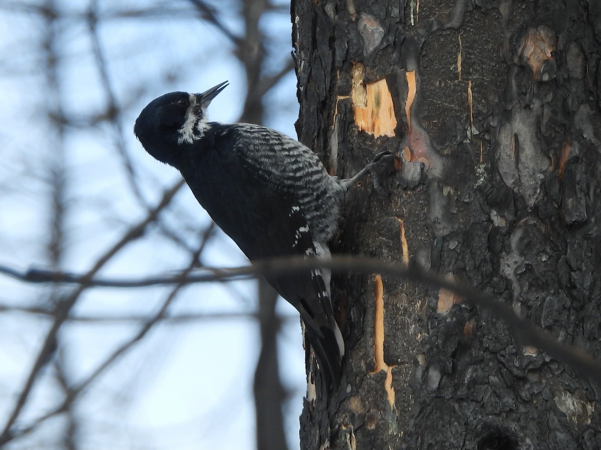 Black-backed Woodpecker - ML616696277