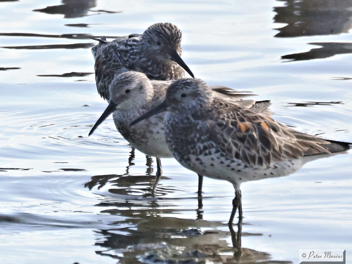 Great Knot - jannette and peter manins