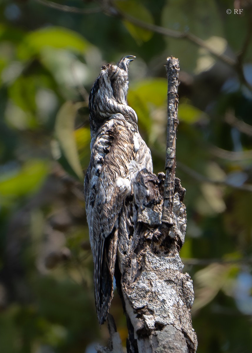 Northern Potoo (Middle American) - Roxie Fu
