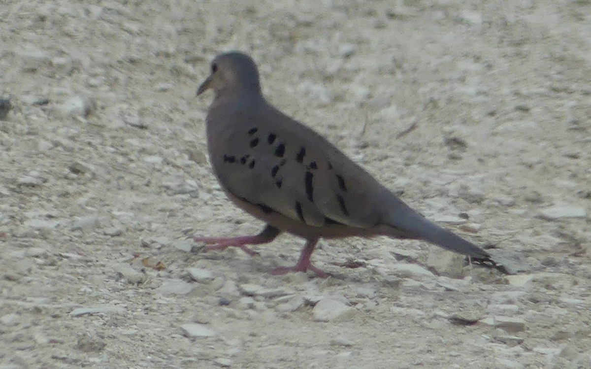 Ecuadorian Ground Dove - ML616696526