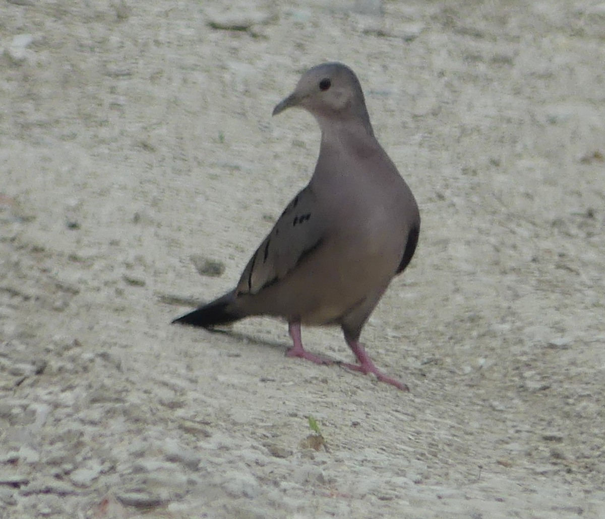 Ecuadorian Ground Dove - ML616696527