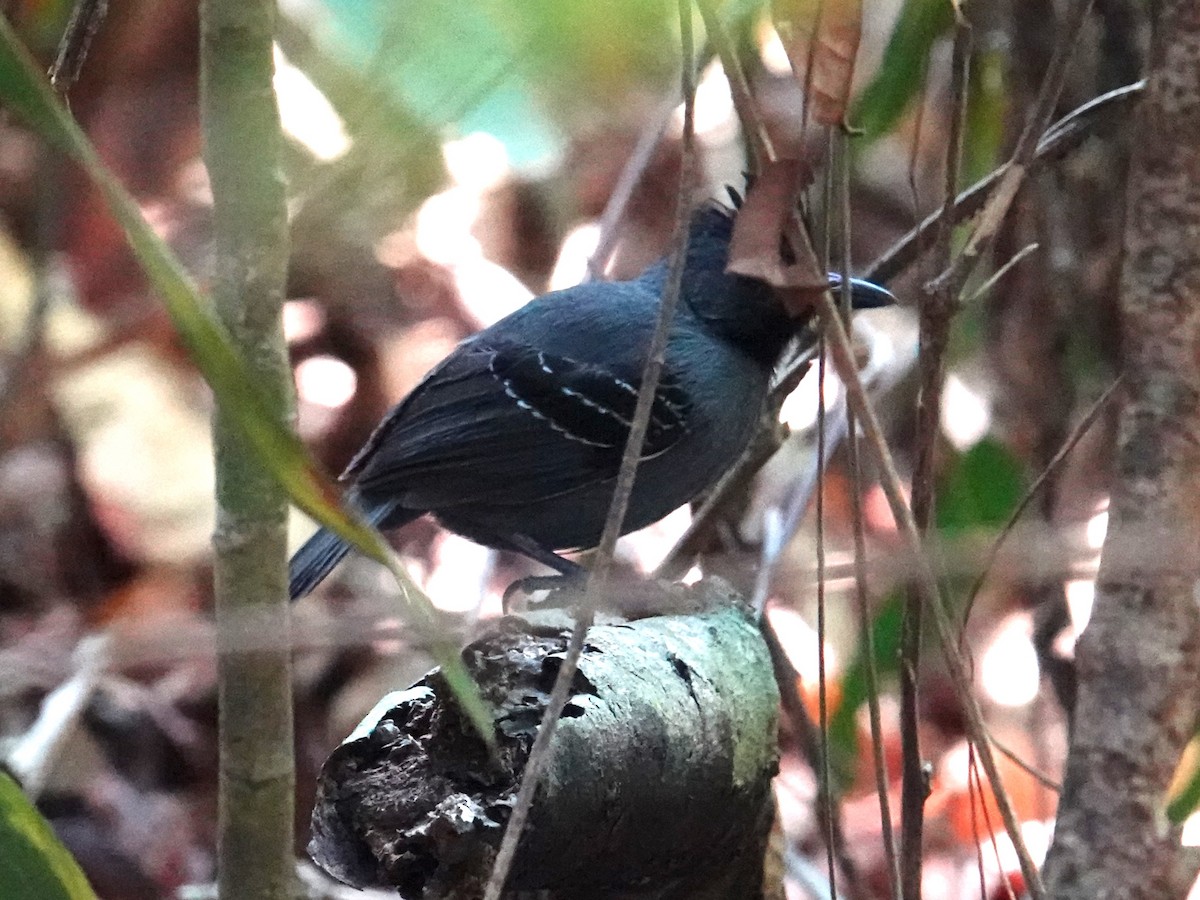 Black-headed Antbird (Hellmayr's) - ML616696581