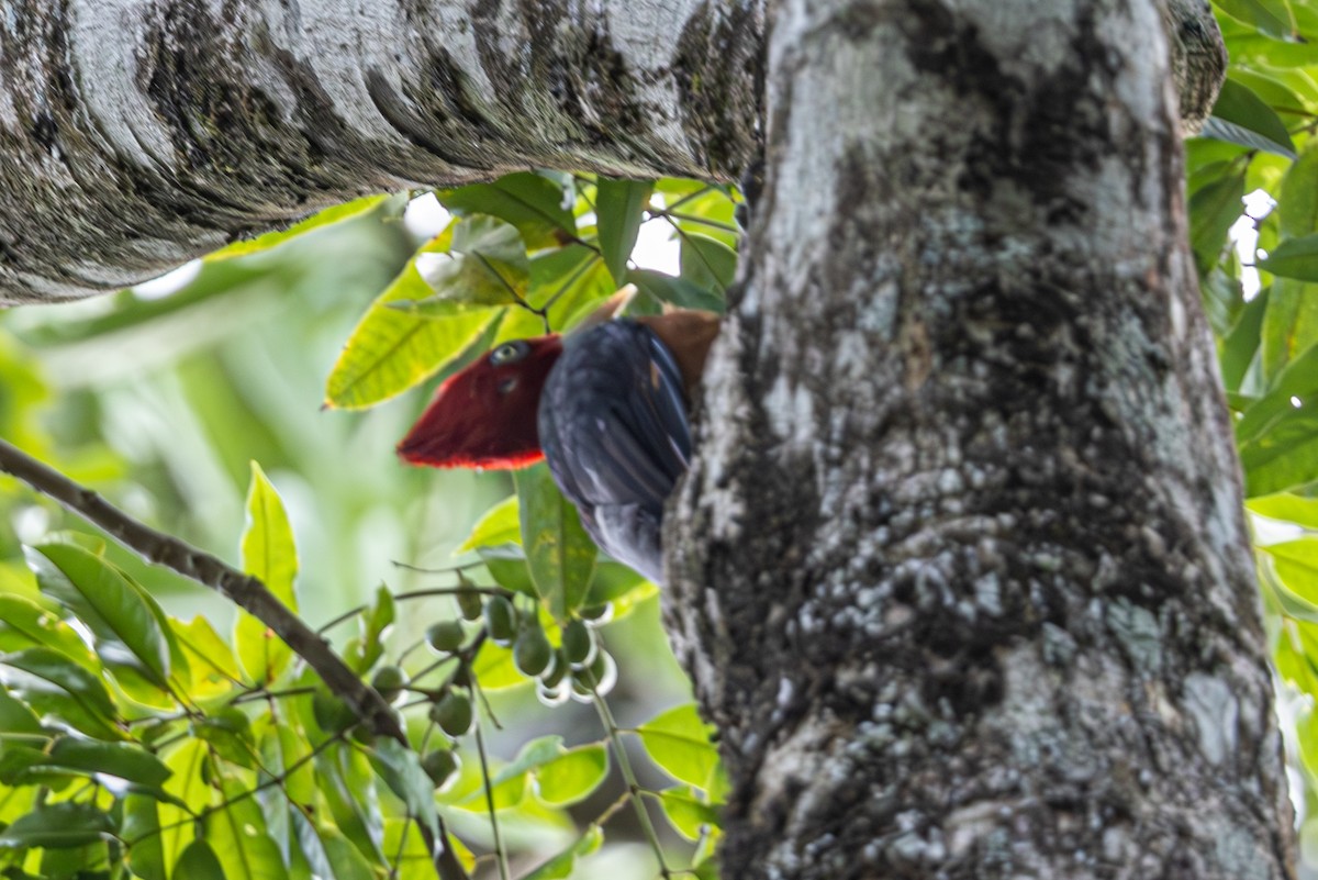 Red-necked Woodpecker - ML616696717