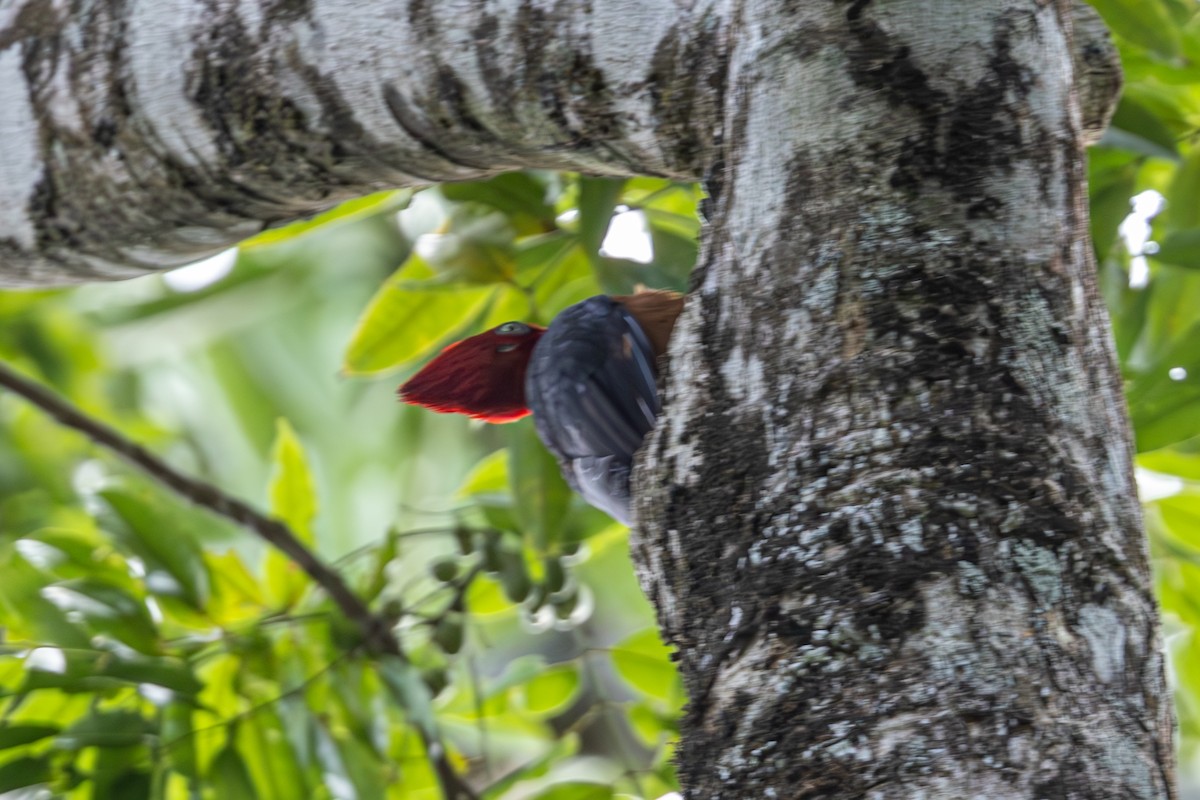 Red-necked Woodpecker - Mason Flint
