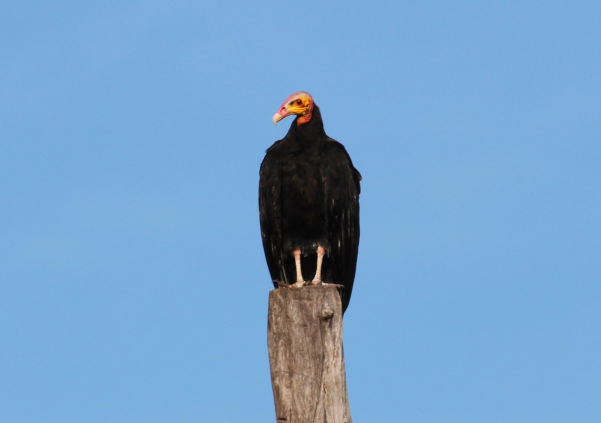 Lesser Yellow-headed Vulture - ML616696756