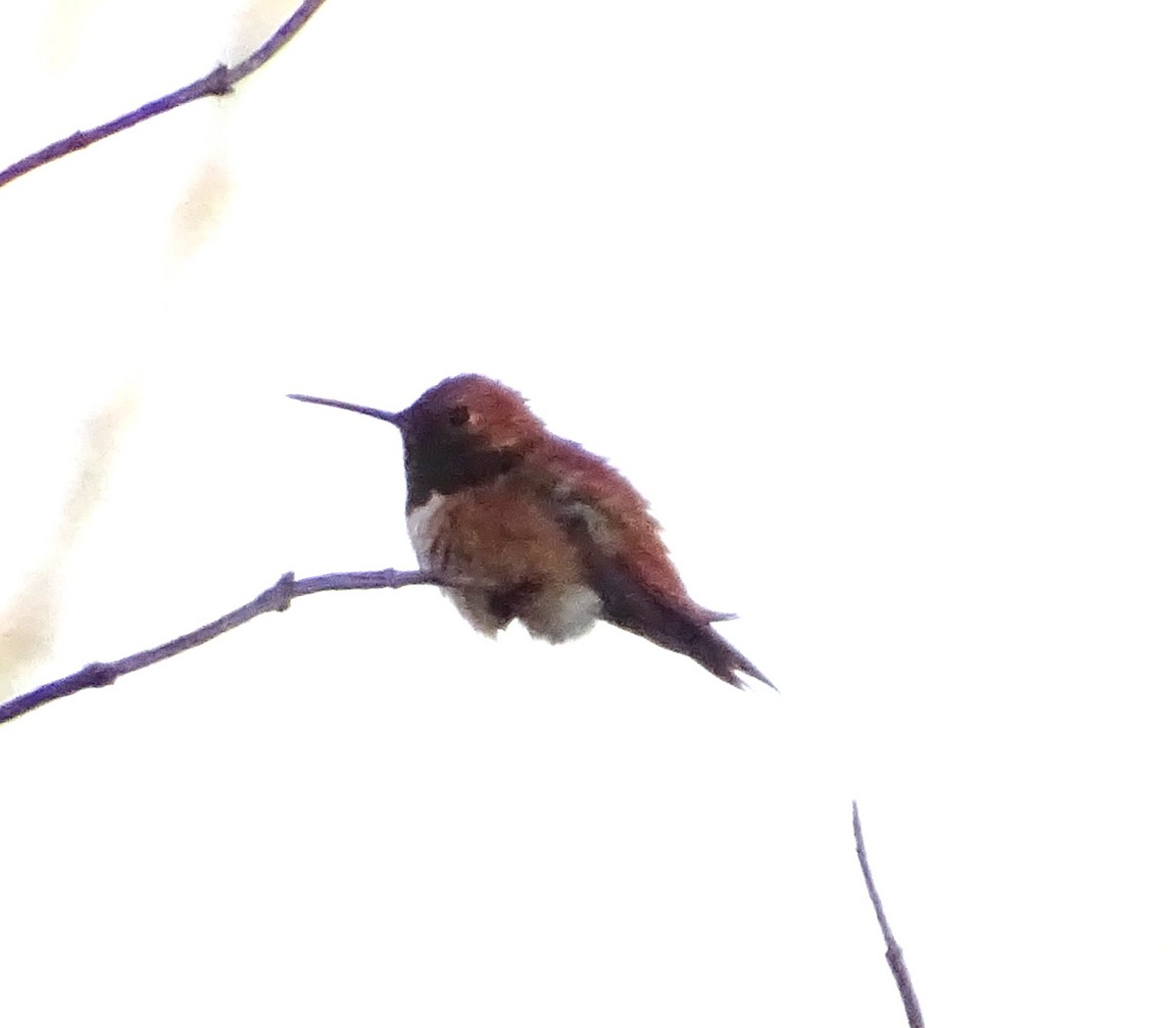 Rufous Hummingbird - ML616696767