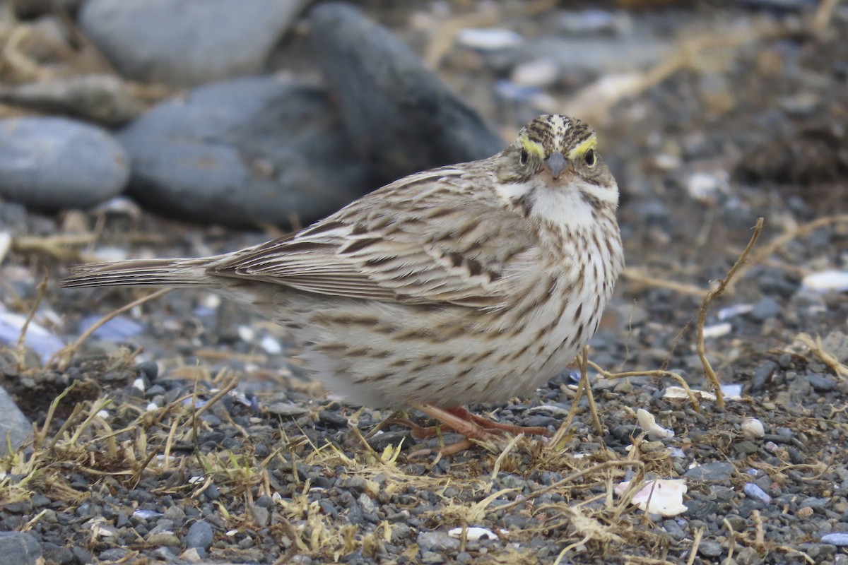 Savannah Sparrow - ML616696845