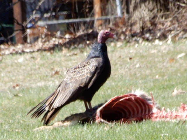 Turkey Vulture - ML616696873