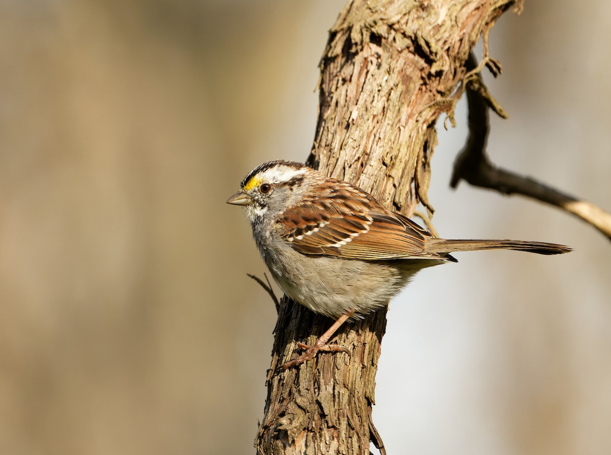 White-throated Sparrow - ML616696955