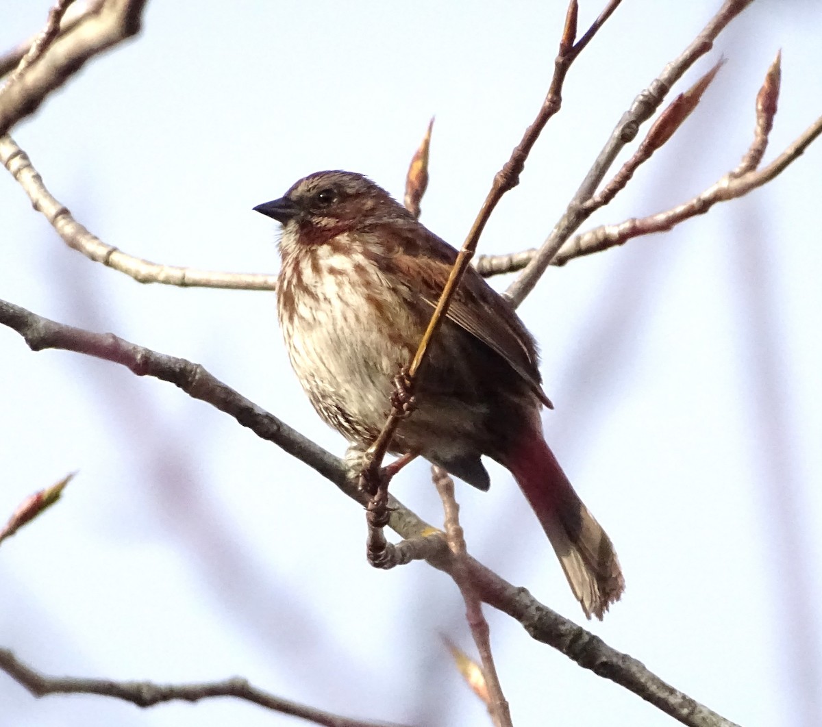 Song Sparrow - Anonymous