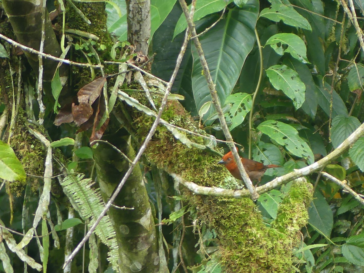 Crested Ant-Tanager - ML616697129