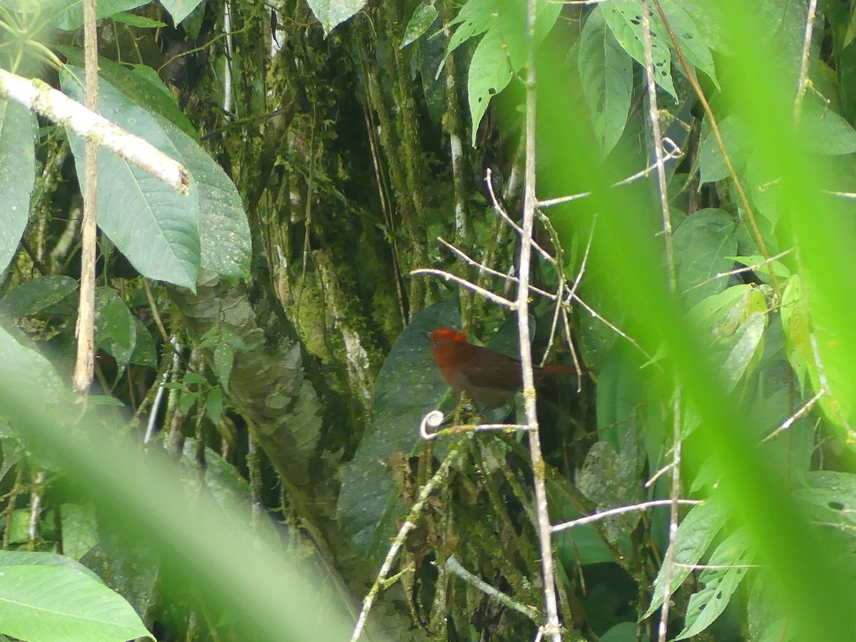 Crested Ant-Tanager - ML616697130