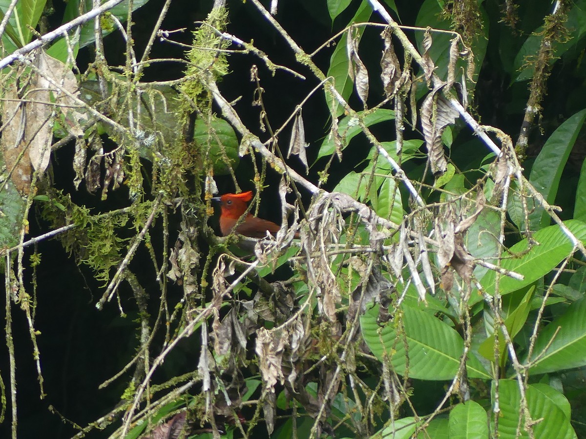 Crested Ant-Tanager - ML616697131