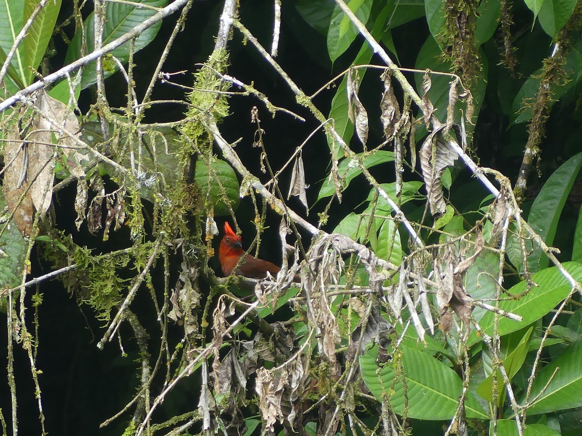 Crested Ant-Tanager - ML616697132