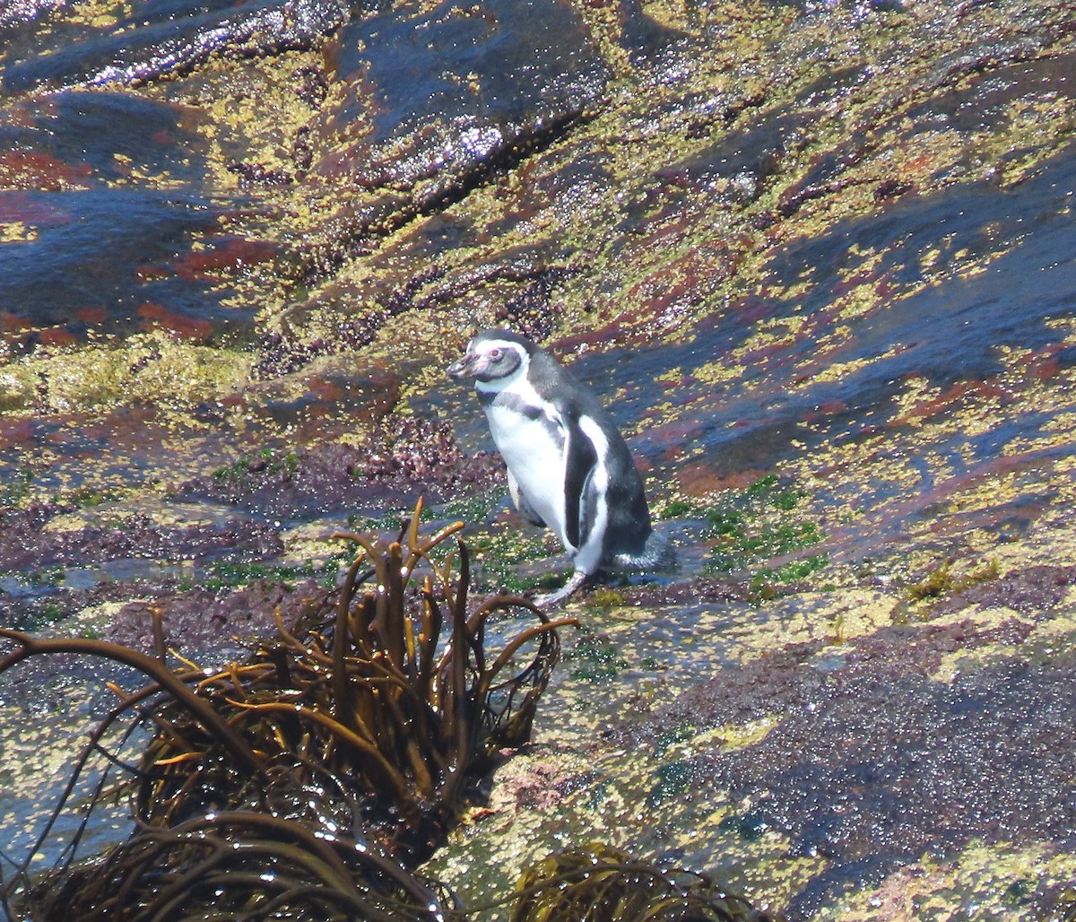 Humboldt Penguin - ML616697198