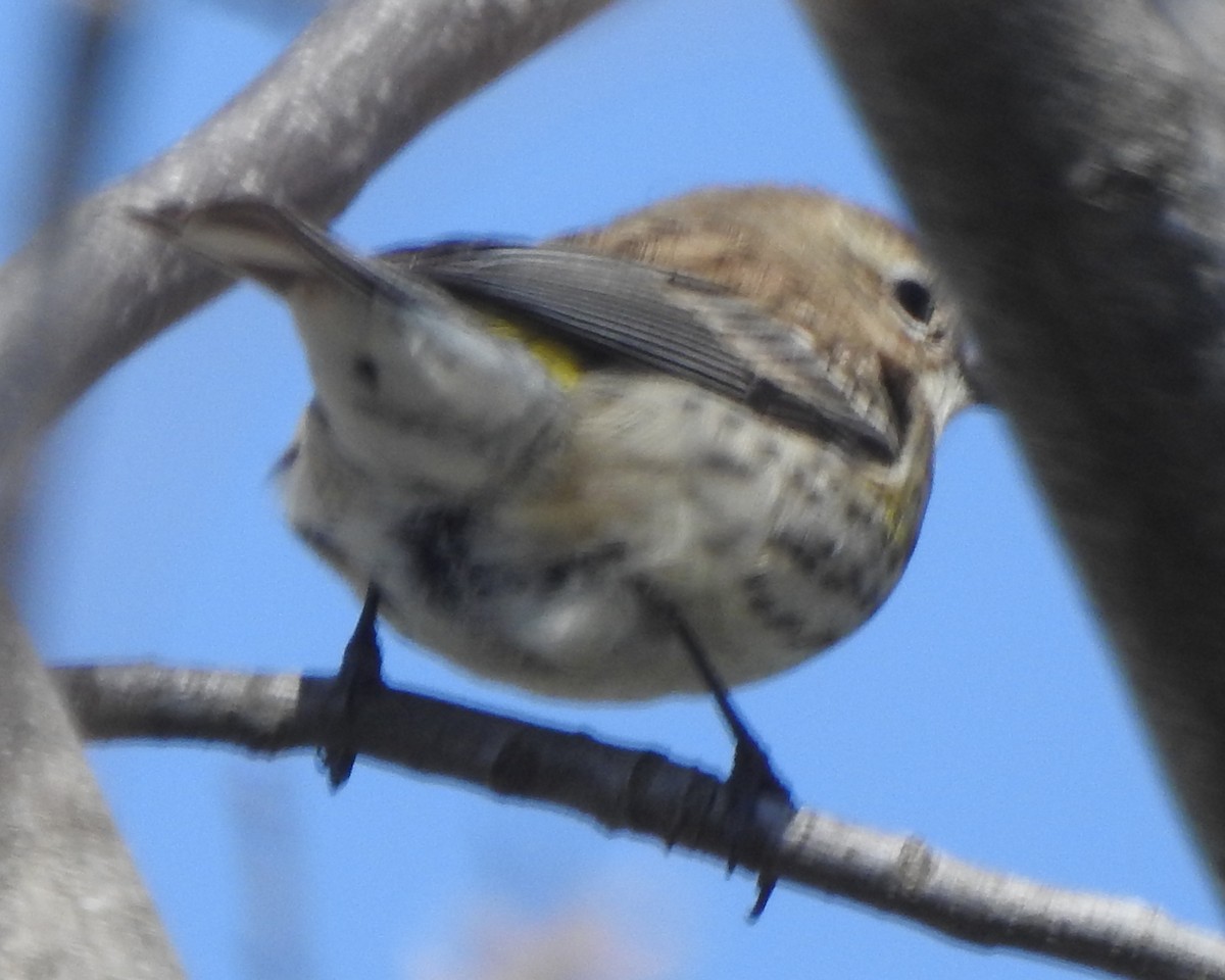 Yellow-rumped Warbler (Myrtle) - ML616697223