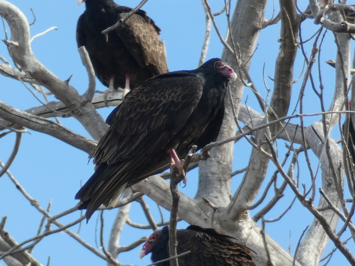 Turkey Vulture - ML616697279