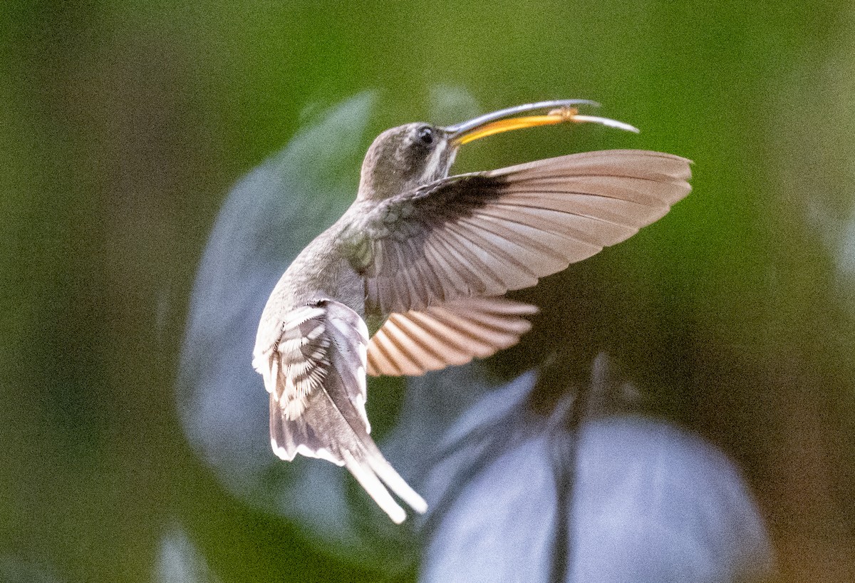 kolibřík běloknírkový - ML616697405